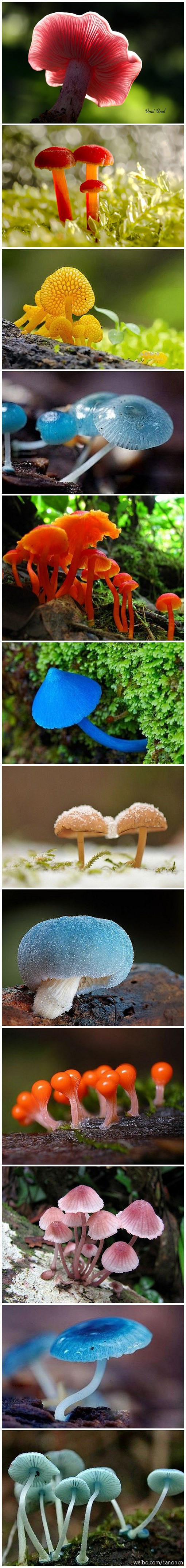 ps:马里奥叔叔,彩色的蘑菇真的吃不得