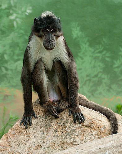 灵长目猴科白眉猴属白枕白眉猴