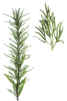 -加油!采集到植物素材