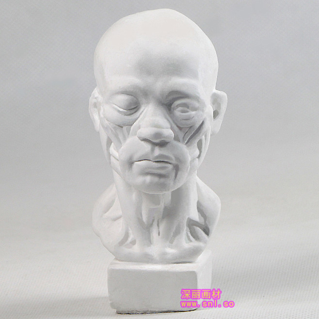 深丽石膏体肌肉人头像小号石膏像迷你石膏像美术工具画材特价淘宝网