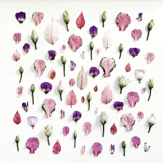 老付_23采集到Flower scape