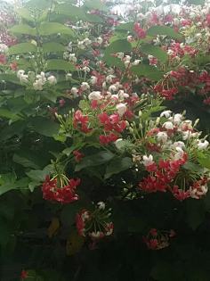 忘川漪涟采集到我拍摄的花花草草