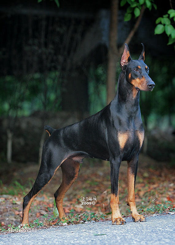 杜宾犬即笃宾犬原产德国它是根据培育这一品系人的名字路易斯杜伯尔曼