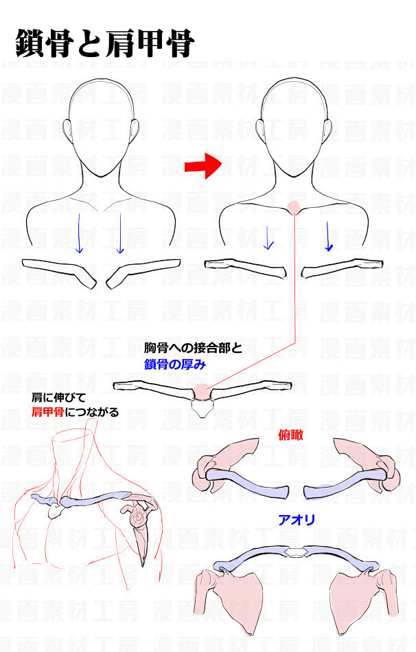 肩の違和感と修正法 鎖骨と肩甲骨 骨 をベースにした肩の基本 漫画素材工房 の漫画 Pixiv