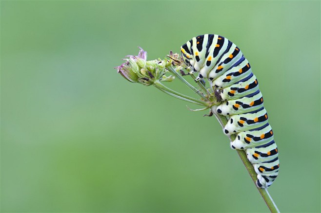 可爱毛毛虫昆虫特写