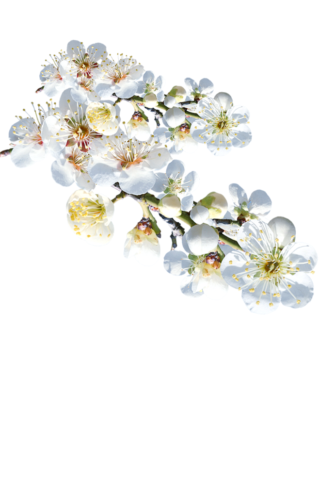 20:12:05免扣png白色桃花素材摄影花蝶yy123d该采集也在以下画板加载