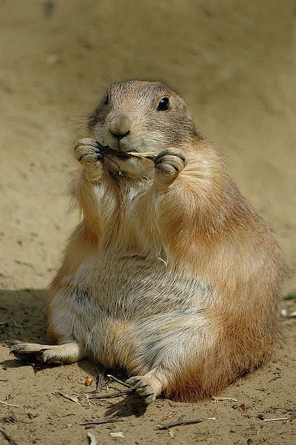 prairiedog