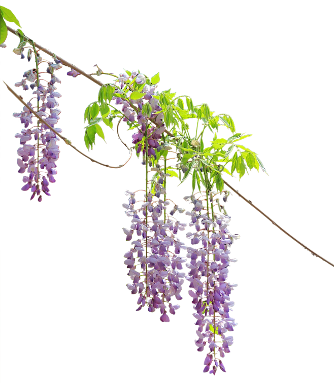 紫藤花. png