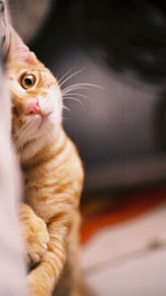 图饭sir采集到【动物~猫咪鹿手机壁纸】