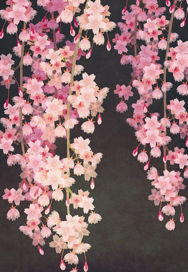 枝垂れ桜weepingcherrytree