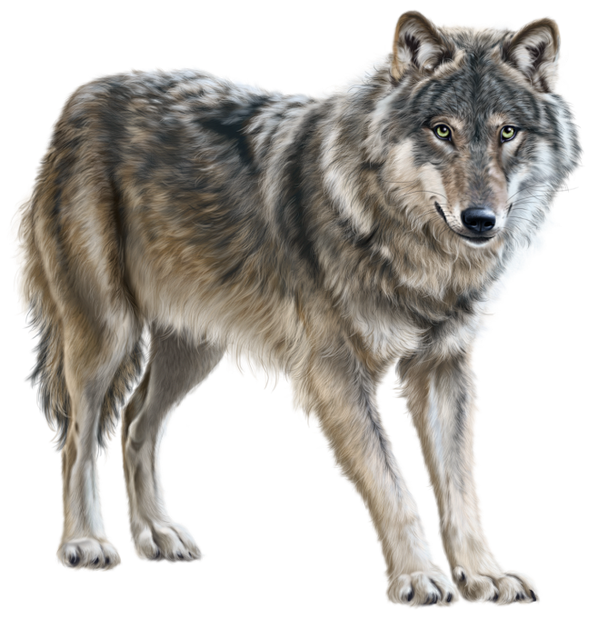 wolfpng