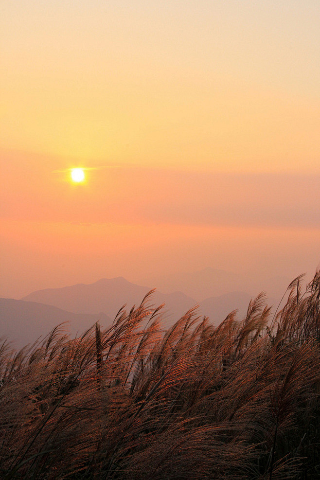 夕阳江芦苇