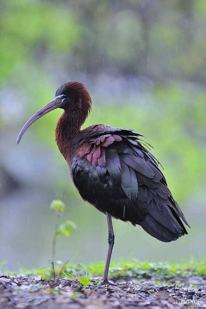 鹈形目鹮科彩鹮属彩鹮