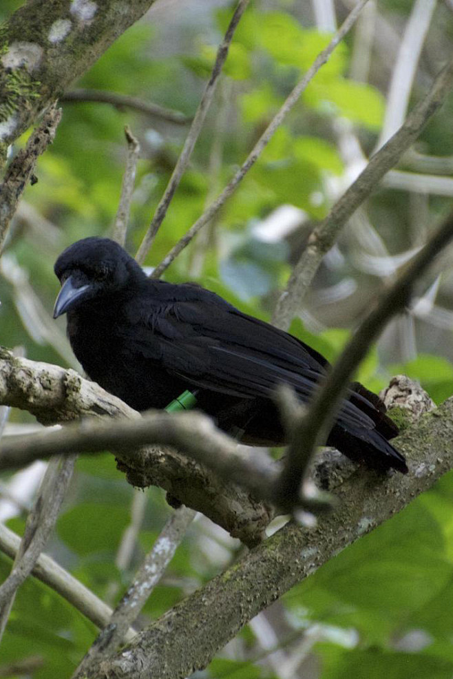 雀形目鸦科鸦属关岛乌鸦