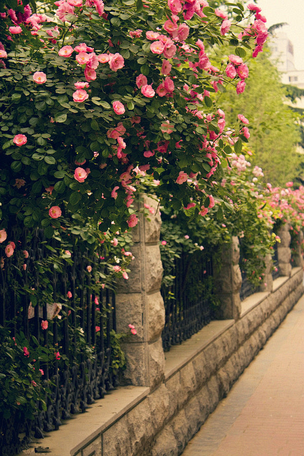 来自花瓣