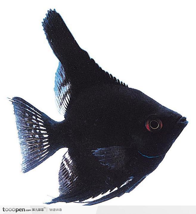 三角形热带鱼标本