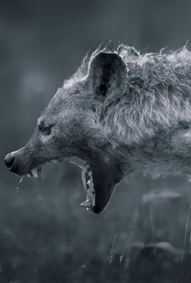 斑鬣狗摄影作品图片