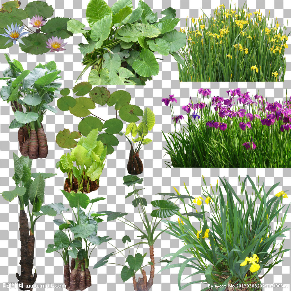 水生植物 景观素材 河边植物