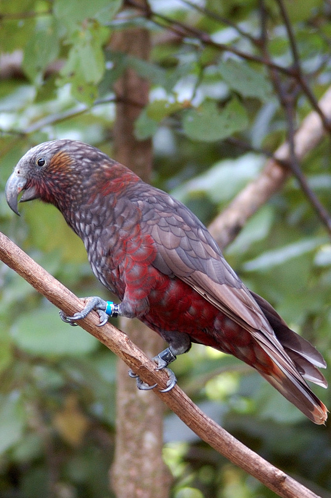 鹦形目鸮鹦鹉科啄羊鹦鹉属白顶啄羊鹦鹉