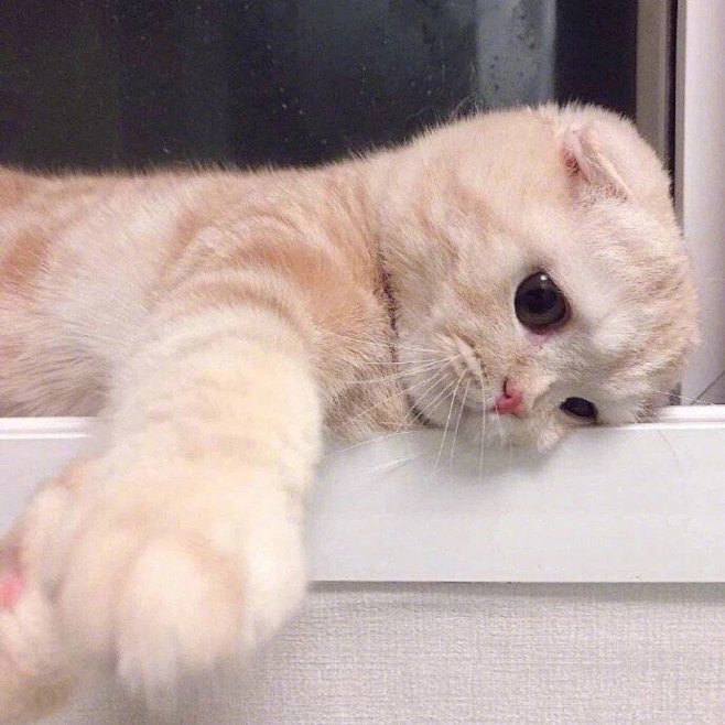 朋友圈背景图小猫咪