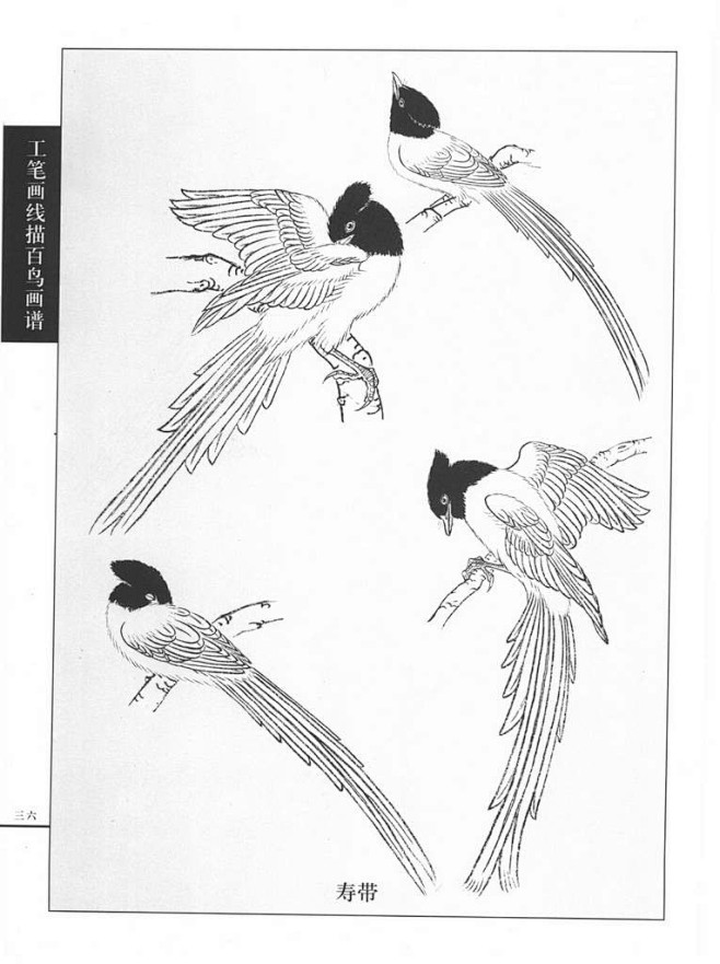 绶带鸟的画法图片