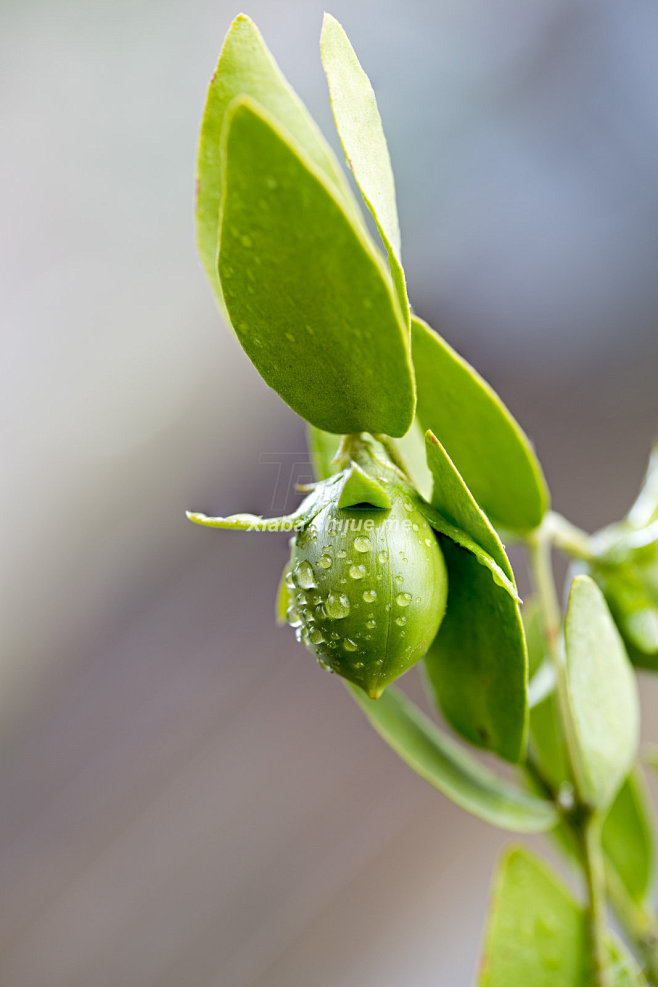 jojobagrowingplantusedincosmeticsandbiofuel