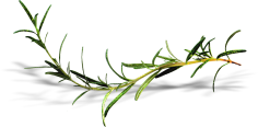 淘小菲采集到花草