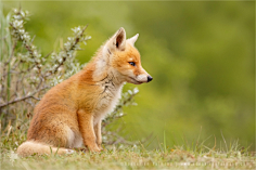 焦糖沫采集到Fox〔狐狸〕