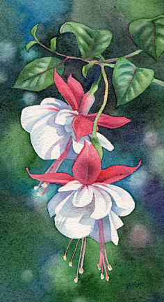 水彩油画-花瓣网|陪你做生活的设计师 | 水彩手绘花卉