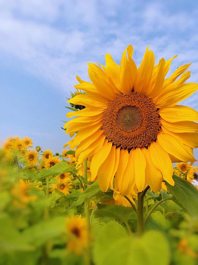 俄罗斯国花向日葵