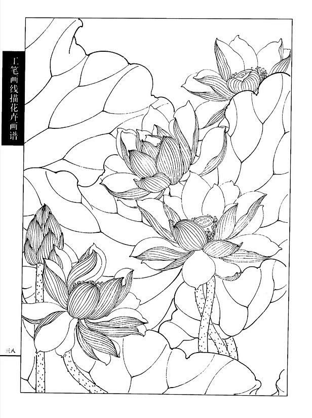 工笔画线描花卉画谱荷花篇
