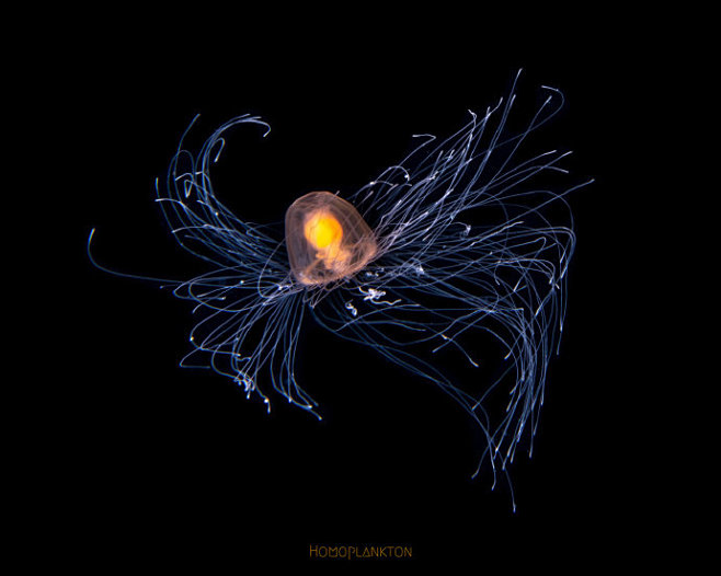 灯塔水母immortal jellyfish turritopsis spp————————它的