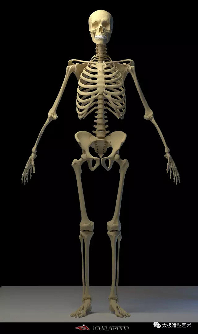3d成人男性全身骨骼参考图八头身