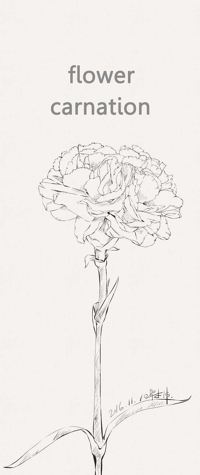 康乃馨手绘 线稿图片