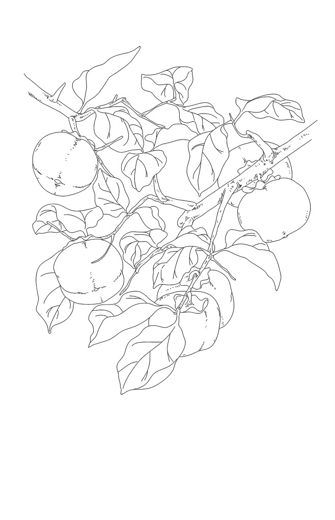 柿子枝干的画法图片