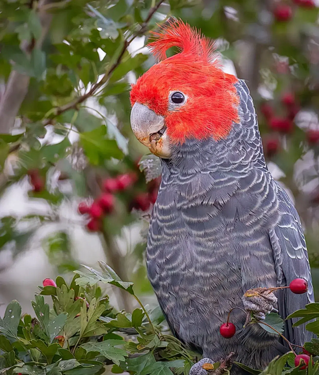 紅冠灰鳳頭鸚鵡