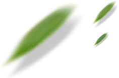 __花小懒采集到花