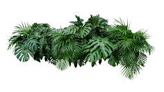 影子Y采集到植物