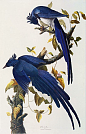 The art of John James Audubon. Amazing birds...