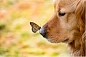 蝴蝶和金毛犬的一刻。