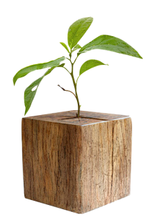 -加油!采集到植物素材