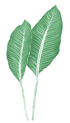 古___越采集到植物
