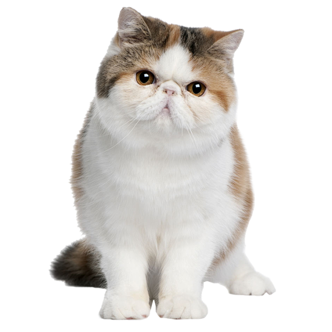 小猫专题 免抠图png格式素材