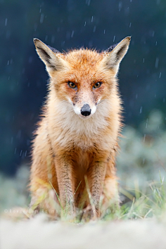 焦糖沫采集到Fox〔狐狸〕