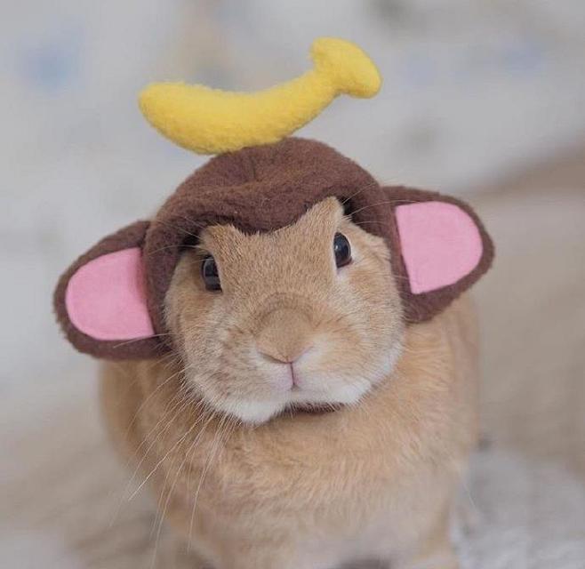 卖萌的兔子君insusausausa201