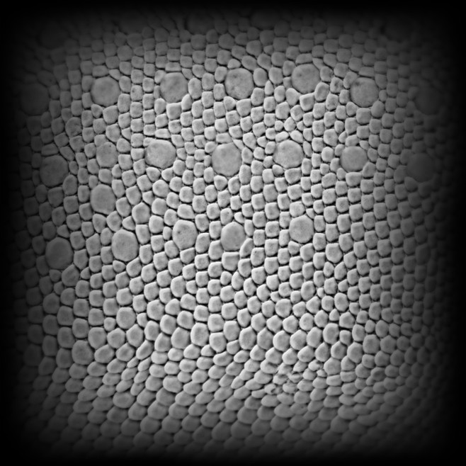 lizardskinsalphacollectiontroubleshotvfxasmallcollectiononzbrush