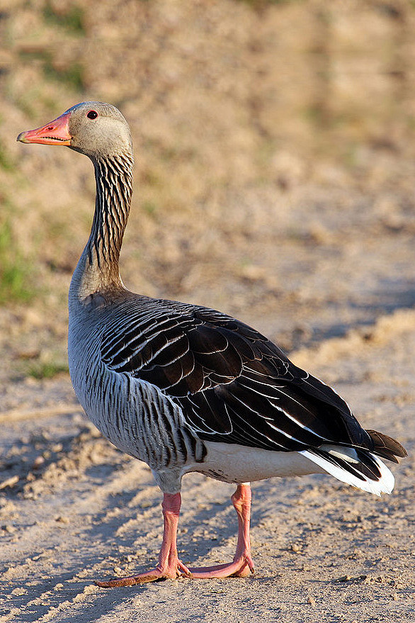 雁形目鸭科雁属灰雁