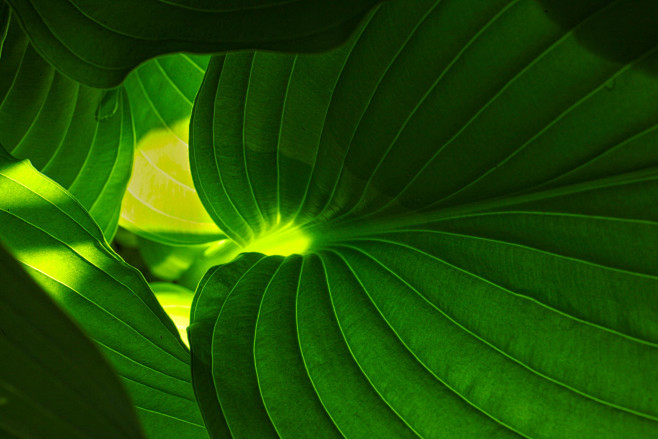 植物 高清植物高清背景 桌面背景 绿色植物背景 自然植物