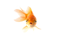 元素参考 花瓣网 陪你做生活的设计师 金鱼png