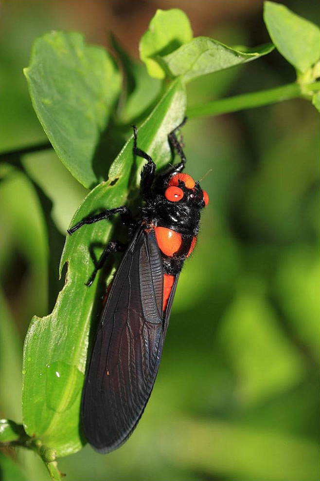 23:05:57同翅目·蝉科·蝉属:黑翅蝉昆虫a9神彩绘画该采集也在以下